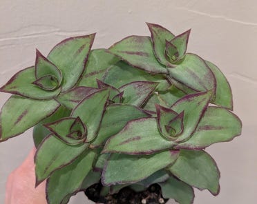 konect Dragon Tail 植木鉢　レア konect Dragon Tail 植木鉢 レア konect Dragon Tail 植木鉢 レア