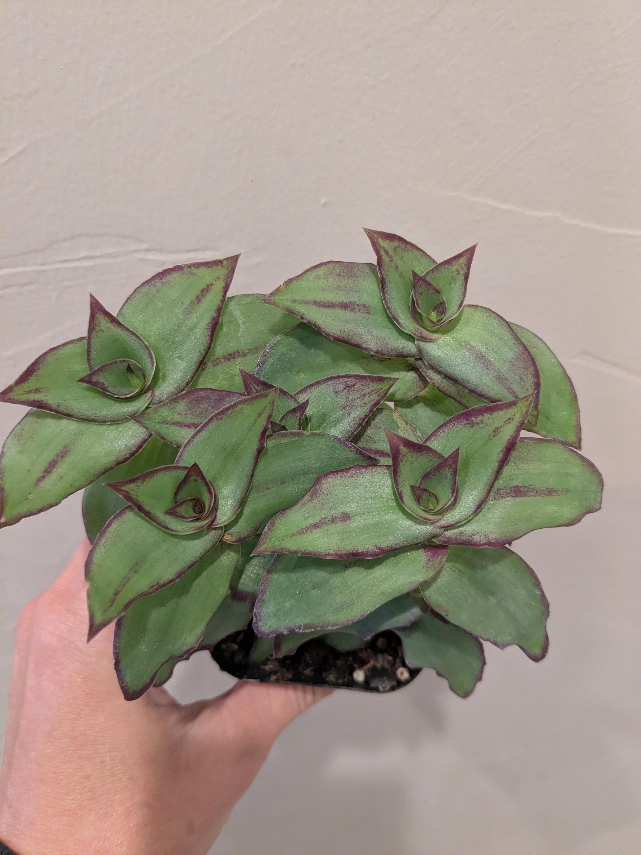 konect Dragon Tail 植木鉢　レア konect Dragon Tail 植木鉢 レア