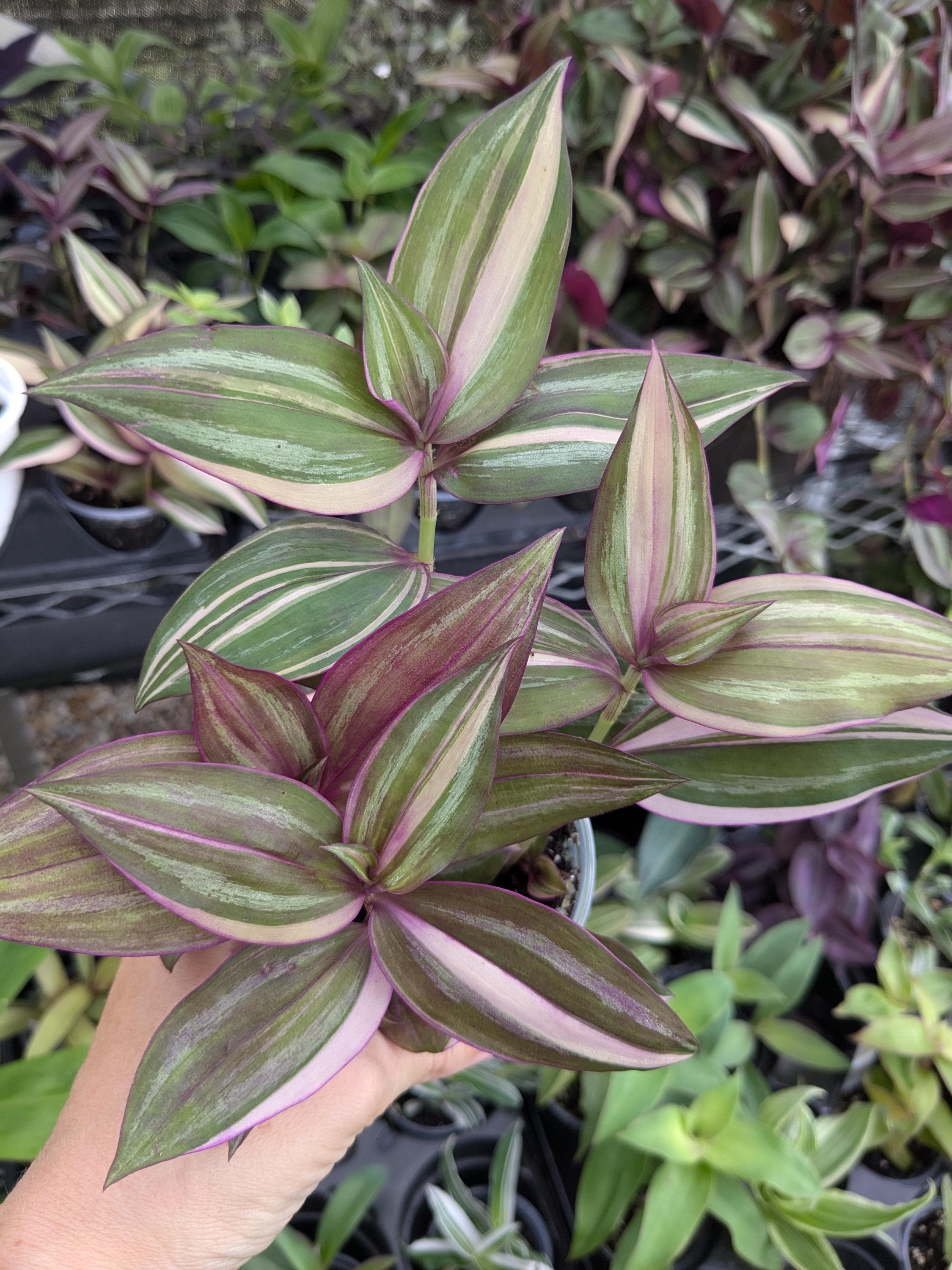 Tradescantia Discolor Multicolor | Wandering Dude | Inchplant | Commelinaceae