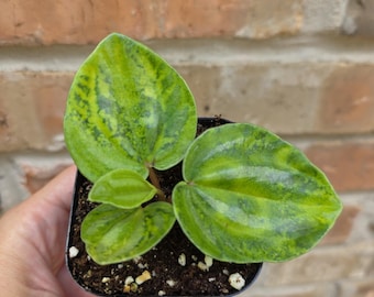 Starfruit Peperomia | Small starter plant | 2.5" pot | Choose your own plant