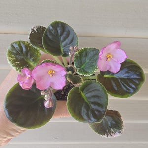 May include: An African violet plant with vibrant pink flowers featuring yellow centers and dark green, heart-shaped leaves with variegated white and light green edges. The plant is potted in a small container, and the text 2MaeFlowers is visible.