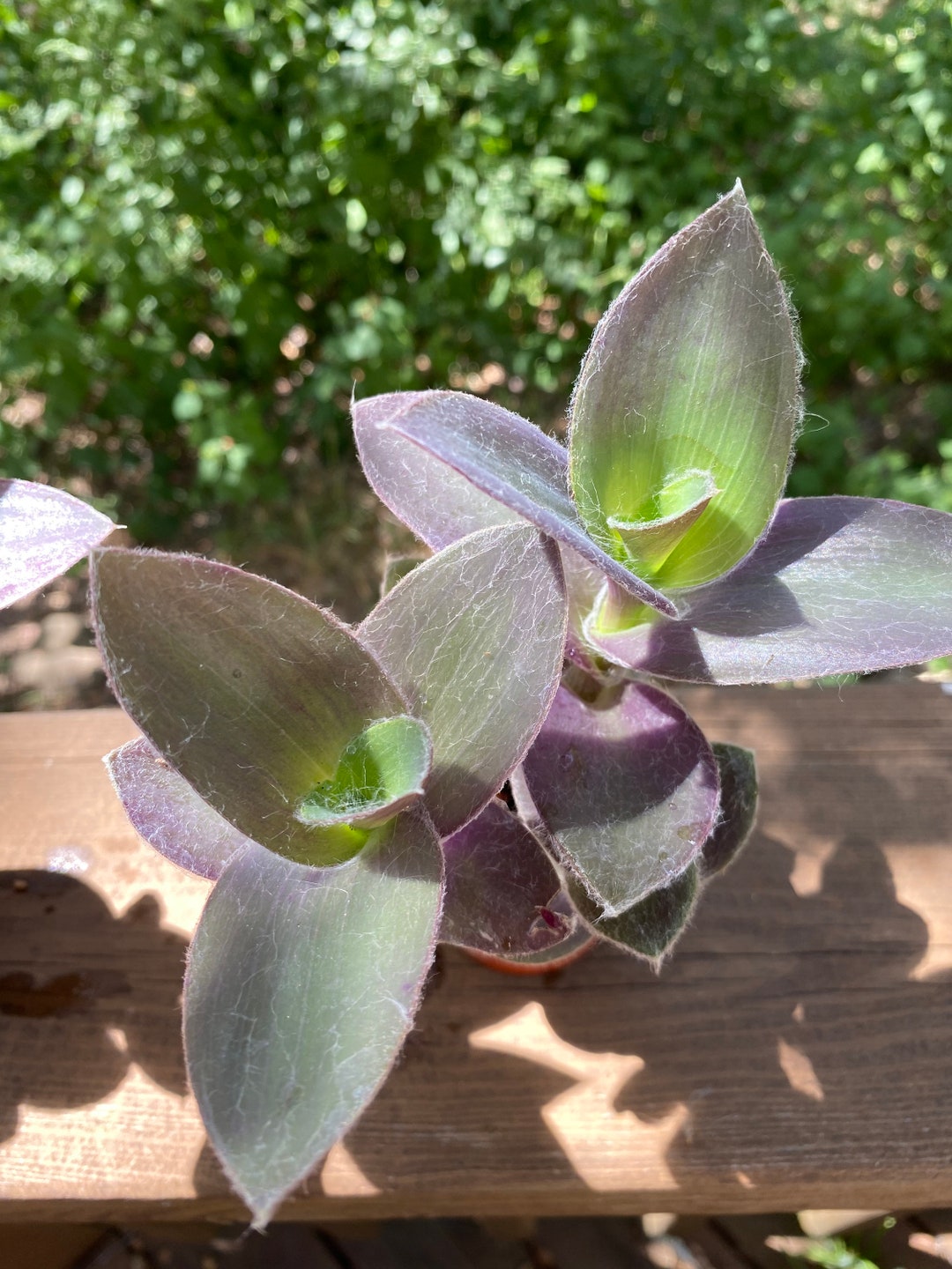 Tradescantia Pallida Pale Puma Purple Fuzzy Wandering Jew - Etsy