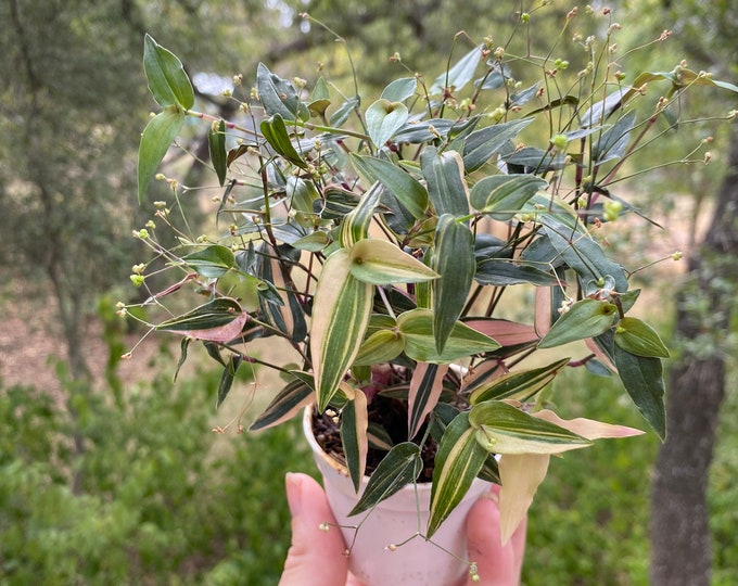 Tradescantia Variegated Bridal Veil Gibasis Pellucida Etsy