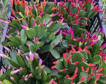 Spring Cactus Easter Cactus 4" Blooming Budding Orange Pink Fuschia Red