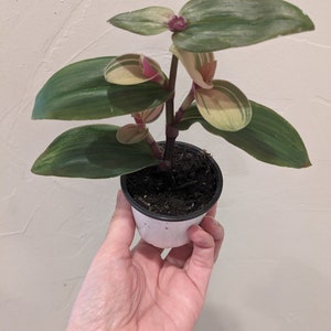 Tradescantia Blossfeldiana Limelight Rare