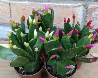 Easter Cactus Spring Cactus 2" Blooming Budding Red Pink White Orange