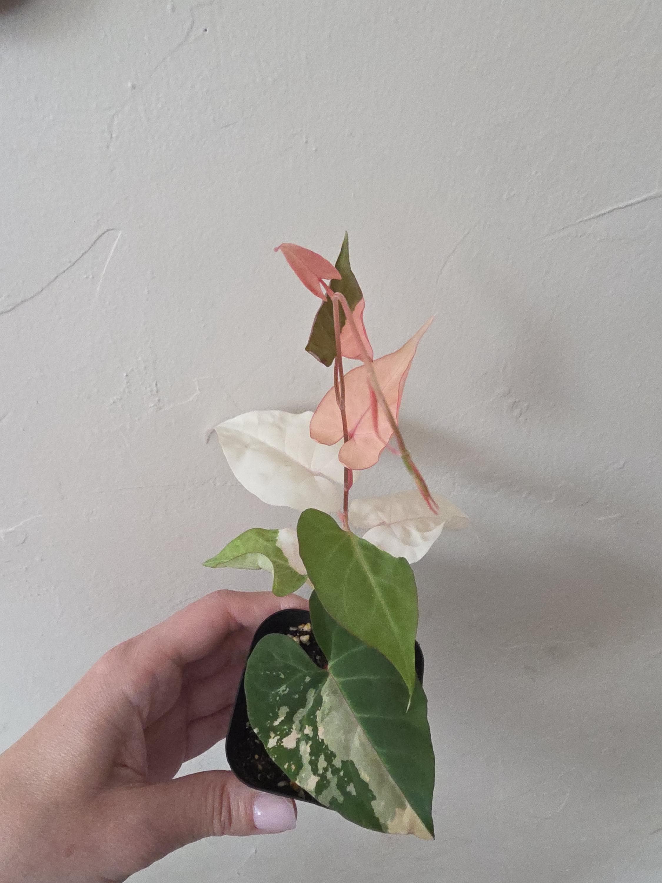 Fallopia Multiflora Variegata | Exact Plant #1546 | **read Description  Before Purchasing** - Etsy