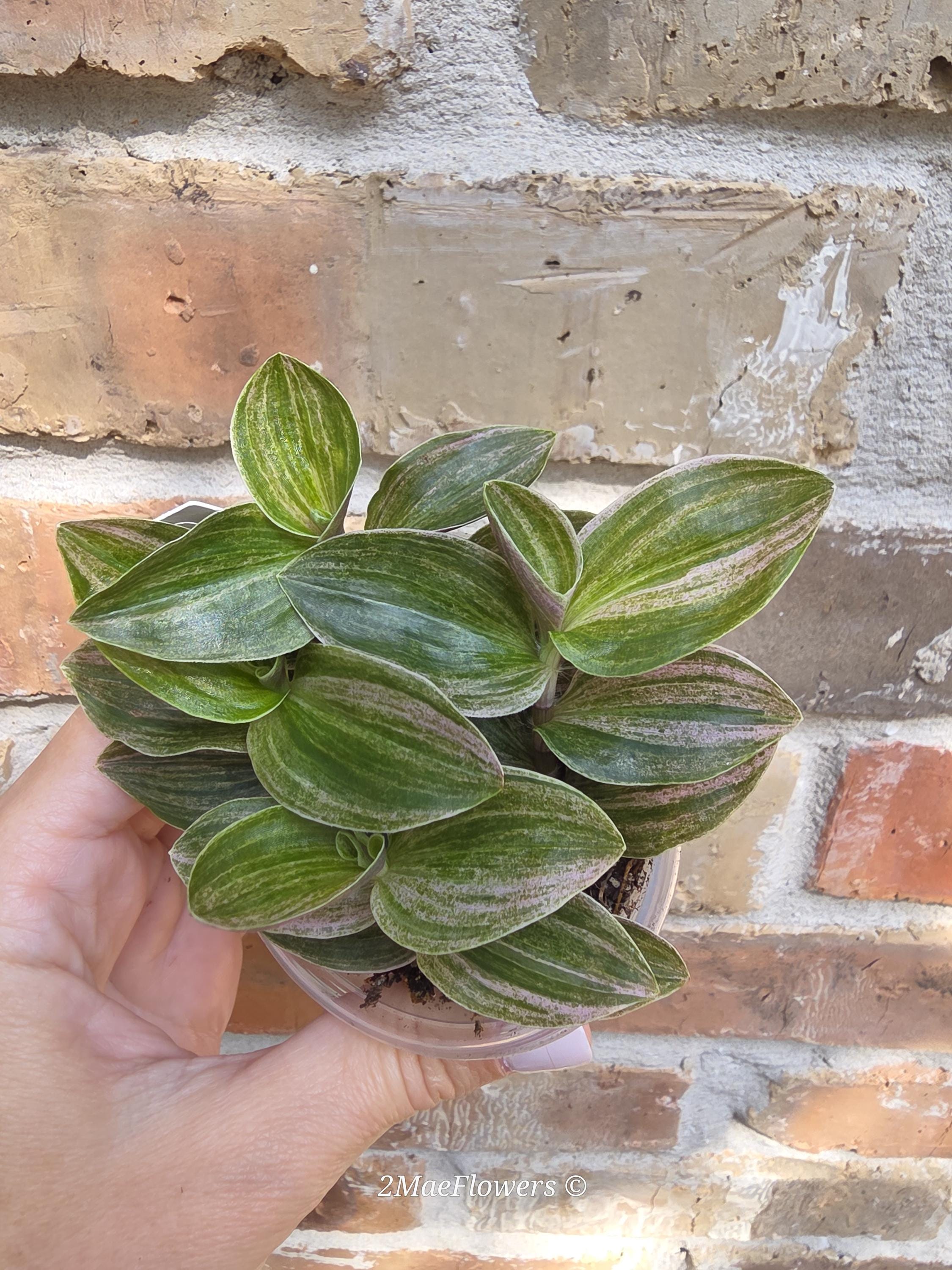 Tradescantia Sweet Tabby | Continental Group | Wandering Dude - Etsy