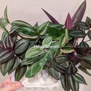 10 Tradescantia Mystery Cuttings | Labeled for plant identification | Vibrant Varieties | Commelinaceae
