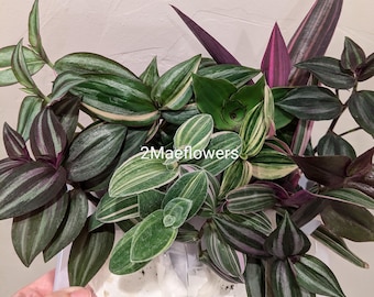 10 Tradescantia Mystery Cuttings | Labeled for plant identification | Vibrant Varieties | Commelinaceae