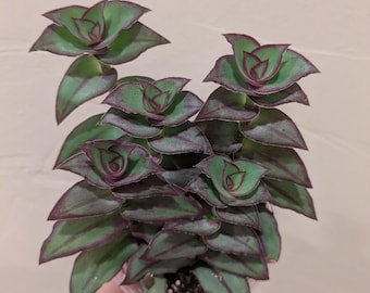 Redilla's Dragon Tail | Callisia Soconuscensis | Tradescantia