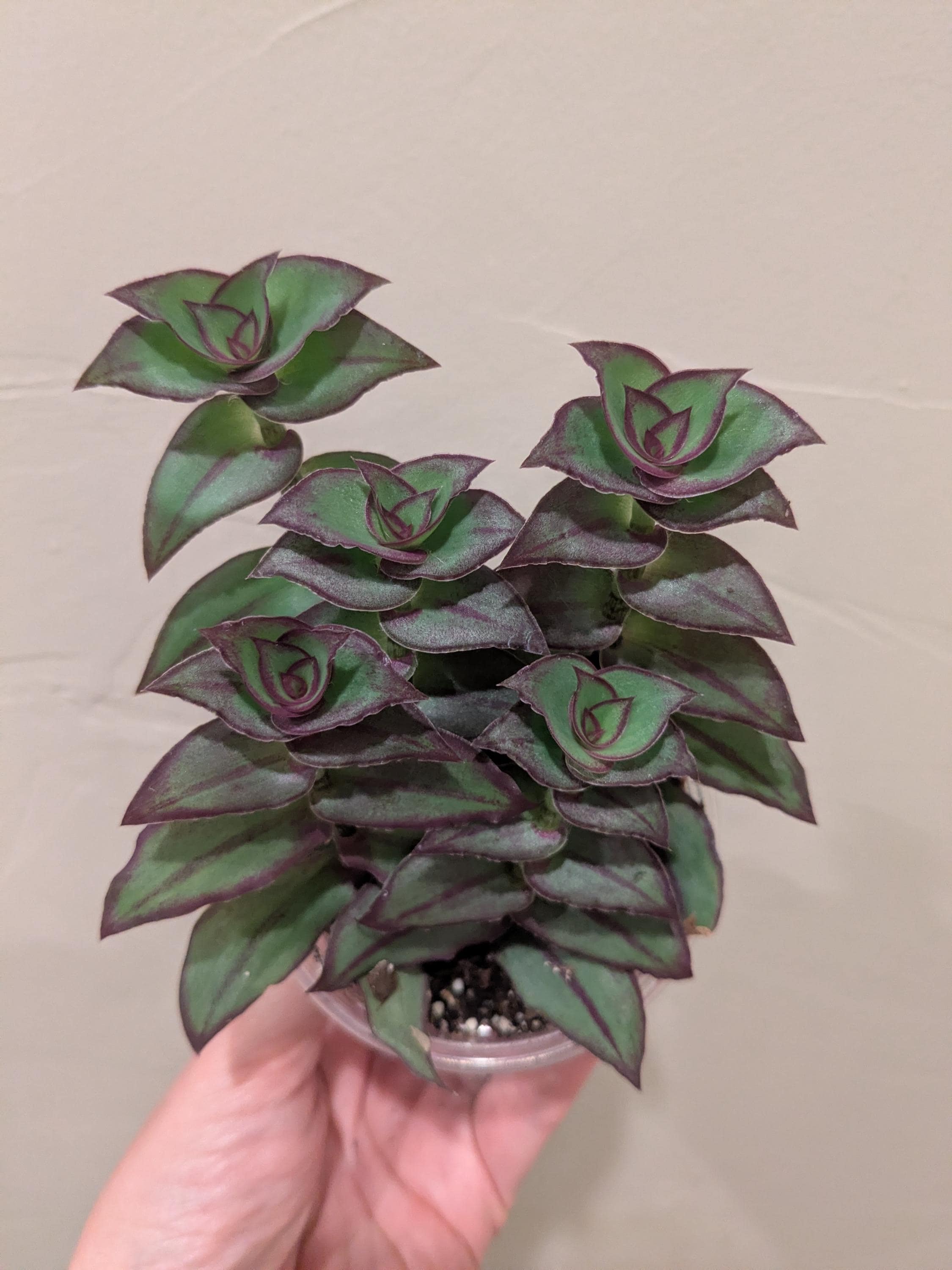 Dragon Tail Tradescantia - Etsy