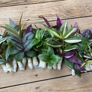 10 Tradescantia Mystery Cuttings Wandering Jew Commelinaceae Family