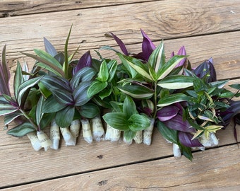 10 Tradescantia Mystery Cuttings Wandering Jew Commelinaceae Family