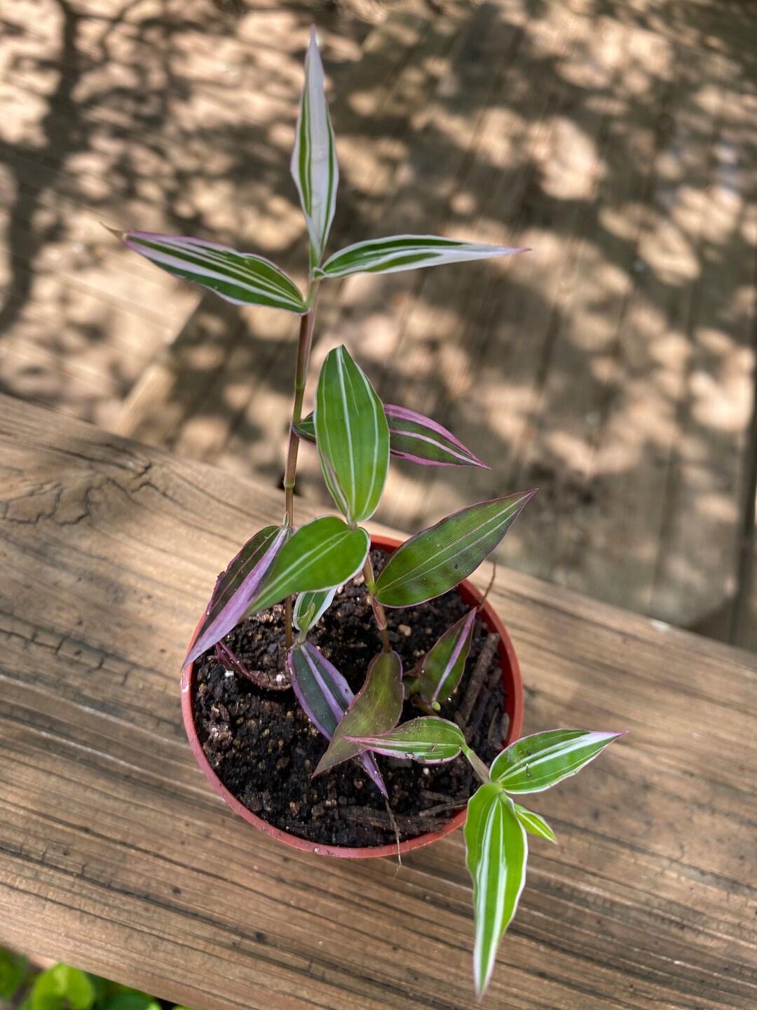 Tradescantia Variegated Bridal Veil Plant Etsy