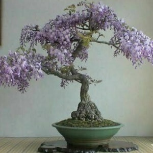 DIY Wisteria Bonsai Tree Kit - feng shui - garden flower plant