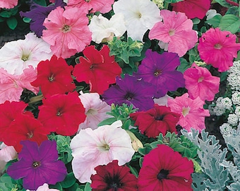 Petunia Colourama Seed Mix – Flower Seed for your Garden
