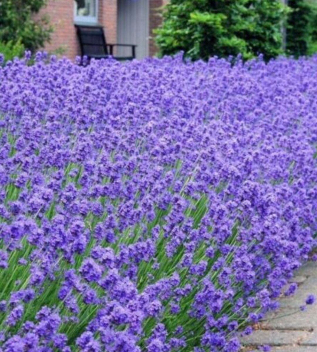 English Lavender Seeds Garden Lovely Flowers Etsy Australia