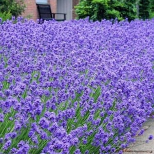 English Lavender Seeds - Garden Lovely Flowers