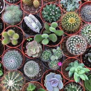 DIY CACTUS Seed Starter Kit  - Cactus Plant Seeds - Succulent plant seeds