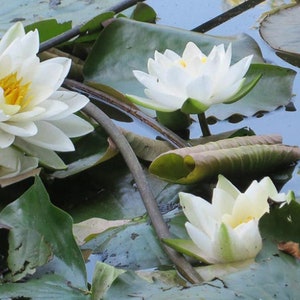 White Water Lily Nymphaea Alba Seeds - Pond Water Feature Seed