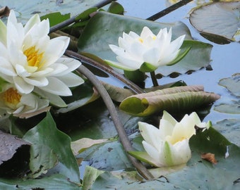 White Water Lily Nymphaea Alba Seeds - Pond Water Feature Seed