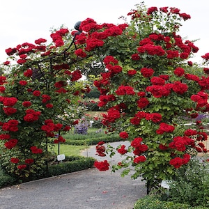 Climbing Rose Plant Seeds - CLASSIC RED Rose Flower Seeds - rareseeds