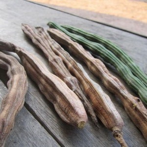 Moringa Oleifera / Tree Seeds image 3