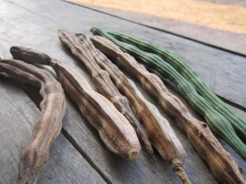 Moringa Oleifera / Tree Seeds image 3