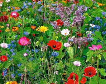 Bee & Butterfly Mix Seeds