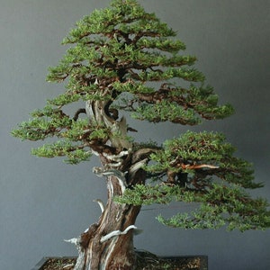 May include: A bonsai tree with a thick, gnarled trunk and branches covered in green foliage. The tree is potted in a black container and is set against a grey background.