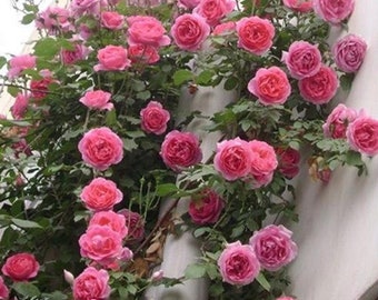 Climbing Rose Seeds - MIXED Garden Flower Seed