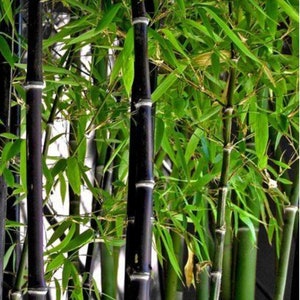 May include: A close-up of a grove of black bamboo plants with green leaves. The bamboo stalks are dark black with white bands.