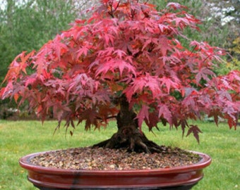 DIY Red Maple Bonsai Tree Kit - feng shui - garden plant