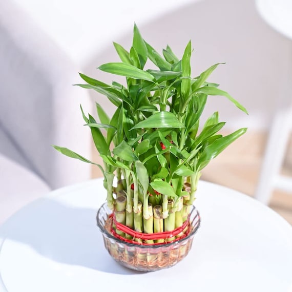 caring for an philodendron gloriosum Gloriosum Philodendron – Plant Detectives main image 1