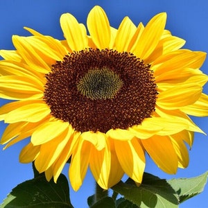 Sunflower Giant Seeds - 25 Seeds