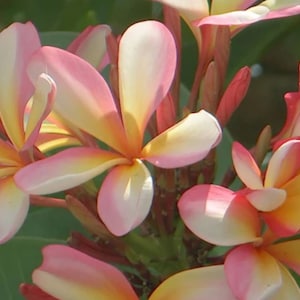 Frangipani Seed Mixed - Garden Lovely Flowers Scented Tree Seeds Plumeria