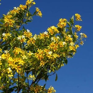 Native Frangipani Seed Mix - Lovely Flowers Scented Tree Seeds Plumeria