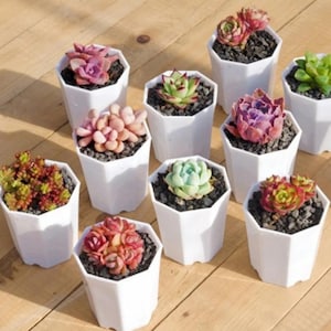 May include: Assortment of small succulent plants in white hexagonal pots. The plants are various shades of green, pink, and red.