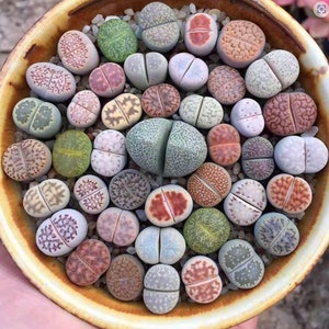 May include: A close-up of a collection of living stone succulents in a shallow, round, ceramic pot. The succulents are in various colours, including green, pink, orange, and grey. The pot is filled with small, light-coloured pebbles.