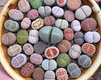 Succulent Living Stones (Lithops - Mixed Species)