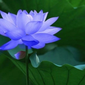 Chinese BLUE Lotus Seeds Nelumbo Nucifera