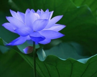 Chinese BLUE Lotus Seeds Nelumbo Nucifera