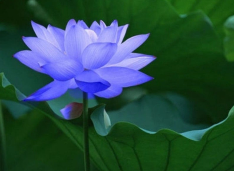 Chinese BLUE Lotus Seeds Nelumbo Nucifera image 1