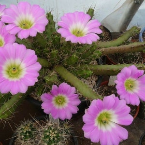 DELUXE CACTUS Starter Starter Kit - Cactus Plant Seeds - Succulent plant seeds - small cactus