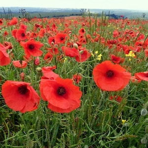 Poppy Oriental Poppy Big Red Seeds