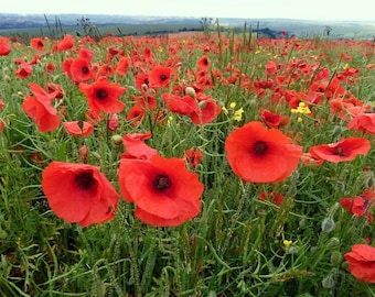 Poppy Oriental Poppy Big Red Seeds