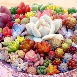 May include: A close-up of a variety of succulents in a pot. The succulents are in different colours, including green, red, pink, and white. The succulents are arranged in a circular pattern.