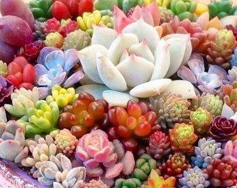 Mixed Succulent Seeds - cacti cactus