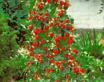 Climbing Strawberry Seeds Pack